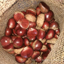 New Crop Chestnut with Gap Certificated